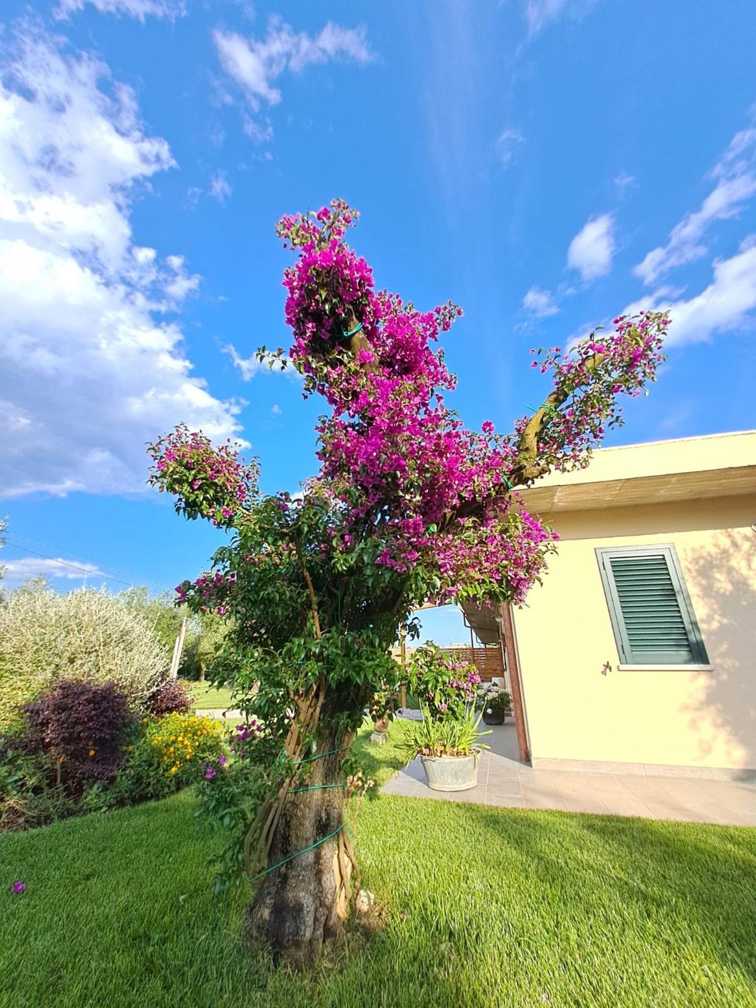 La Campagna Di Peppe E Tullia Bed & Breakfast Formia Exterior photo